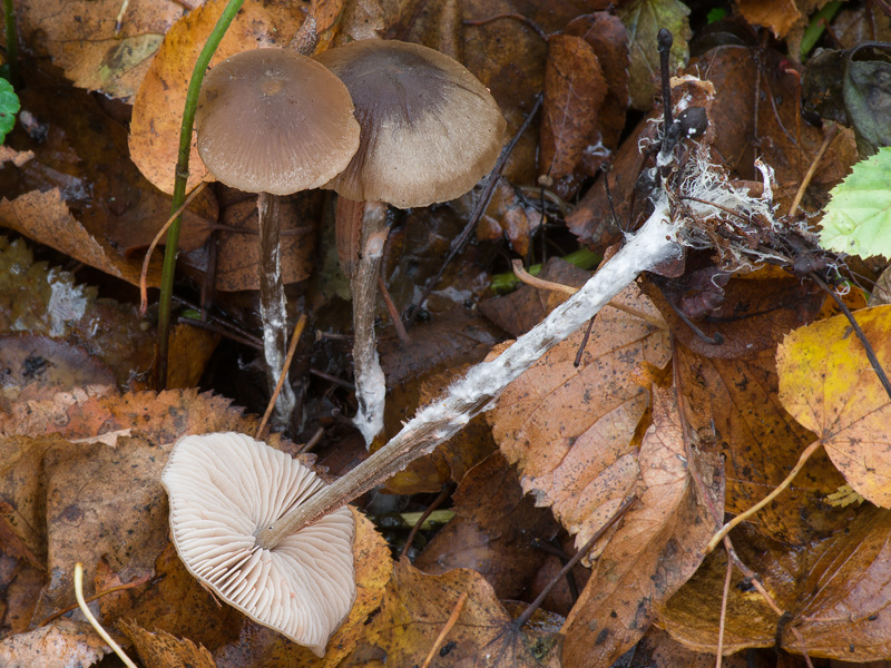 Entoloma hebes